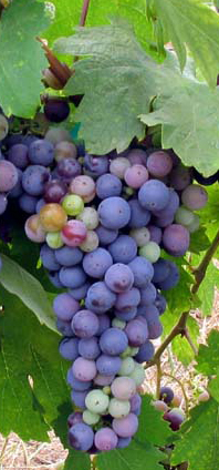 Zinfandel Grapes