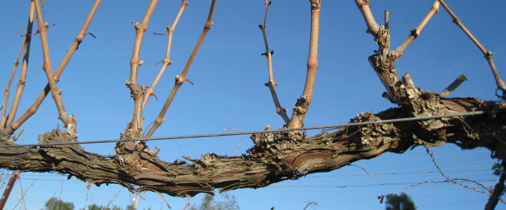 Cab Franc - Jan 2014