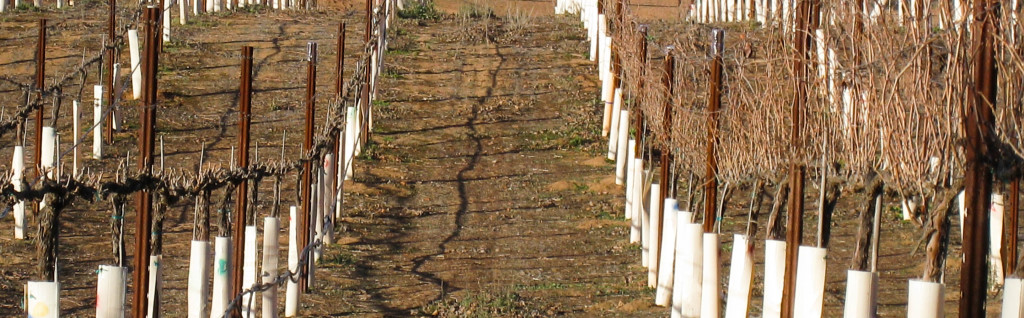 Cab Franc - Jan 2014 Before and After