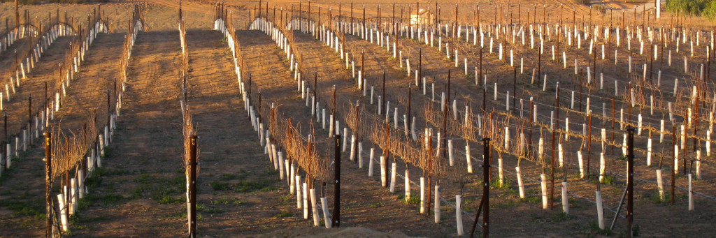 Malbec - Jan 2014